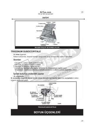 DrTus.com                                                    25
                                        ilk ve tek t us portalı


                                               ANAT OMĐ




TRIGONUM SUBOCCIPITALE
   Bir ense üçgenidir.
   Kafanın arkasında, oksipital kemiğin aşağısında ve m. semispinalis capitis’in altındadır

   Sınırları
    • Üst-içte; m. rectus capitis posterior major
    • Üst-dışta; m. obliquus capitis superior
    • Alt-dışta; m. obliquus capitis inferior
      Çatısını; m. semispinalis capitis ve kısmen m. longissimus capitis yapar.
      Döşemesini; membrana atlantooccipitalis posterior ile atlas’ın arcus posterior’u yapar.

   Đçinde bulunan anatomik yapılar
   • A. vertebralis
N. occipitalis major (C2 spinal sinirin ramus dorsalis’inin medial dalı) ve a. occipitalis’in dalları
üçgenin çatısından geçer.




                                                                                                        25
 