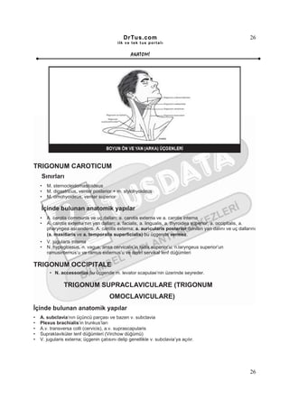 DrTus.com                                                      26
                                           ilk ve tek t us portalı


                                                  ANAT OMĐ




TRIGONUM CAROTICUM
    Sınırları
    •   M. sternocleidomastoideus
    •   M. digastricus, venter posterior + m. stylohyoideus
    •   M. omohyoideus, venter superior

    Đçinde bulunan anatomik yapılar
    •   A. carotis communis ve uç dalları; a. carotis externa ve a. carotis interna
    •   A. carotis externa’nın yan dalları; a. facialis, a. lingualis, a. thyroidea superior, a. occipitalis, a.
        pharyngea ascendens. A. carotis externa; a. auricularis posterior denilen yan dalını ve uç dallarını
        (a. maxillaris ve a. temporalis superficialis) bu üçgende vermez.
    •   V. jugularis interna
    •   N. hypoglossus, n. vagus, ansa cervicalis’in radix superior’u, n.laryngeus superior’un
        ramusinternus’u ve ramus externus’u ve derin servikal lenf düğümleri

TRIGONUM OCCIPITALE
         • N. accessorius bu üçgende m. levator scapulae’nin üzerinde seyreder.

                TRIGONUM SUPRACLAVICULARE (TRIGONUM
                                       OMOCLAVICULARE)
Đçinde bulunan anatomik yapılar
•   A. subclavia’nın üçüncü parçası ve bazen v. subclavia
•   Plexus brachialis’in trunkus’ları
•   A.v. transversa colli (cervicis), a.v. suprascapularis
•   Supraklaviküler lenf düğümleri (Virchow düğümü)
•   V. jugularis externa; üçgenin çatısını delip genellikle v. subclavia’ya açılır.




                                                                                                             26
 