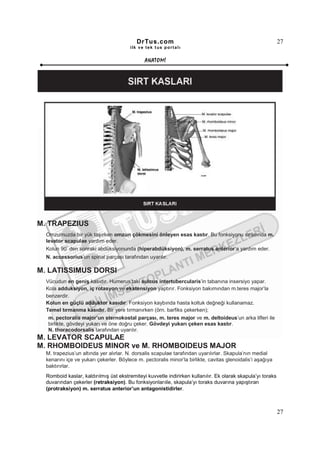 DrTus.com                                                         27
                                        ilk ve tek t us portalı


                                              ANAT OMĐ




M. TRAPEZIUS
  Omzumuzda bir yük taşırken omzun çökmesini önleyen esas kastır. Bu fonksiyonu sırasında m.
  levator scapulae yardım eder.
           0
  Kolun 90 den sonraki abdüksiyonunda (hiperabdüksiyon), m. serratus anterior’a yardım eder.
  N. accessorius’un spinal parçası tarafından uyarılır.

M. LATISSIMUS DORSI
  Vücudun en geniş kasıdır. Humerus’taki sulcus intertubercularis’in tabanına insersiyo yapar.
  Kola adduksiyon, iç rotasyon ve ekstensiyon yaptırır. Fonksiyon bakımından m.teres major’la
  benzerdir.
  Kolun en güçlü adduktor kasıdır. Fonksiyon kaybında hasta koltuk değneği kullanamaz.
  Temel tırmanma kasıdır. Bir yere tırmanırken (örn. barfiks çekerken);
   m. pectoralis major’un sternokostal parçası, m. teres major ve m. deltoideus’un arka lifleri ile
   birlikte, gövdeyi yukarı ve öne doğru çeker. Gövdeyi yukarı çeken esas kastır.
   N. thoracodorsalis tarafından uyarılır.
M. LEVATOR SCAPULAE
M. RHOMBOIDEUS MINOR ve M. RHOMBOIDEUS MAJOR
  M. trapezius’un altında yer alırlar. N. dorsalis scapulae tarafından uyarılırlar. Skapula’nın medial
  kenarını içe ve yukarı çekerler. Böylece m. pectoralis minor’la birlikte, cavitas glenoidalis’i aşağıya
  baktırırlar.
  Romboid kaslar, kaldırılmış üst ekstremiteyi kuvvetle indirirken kullanılır. Ek olarak skapula’yı toraks
  duvarından çekerler (retraksiyon). Bu fonksiyonlarıile, skapula’yı toraks duvarına yapıştıran
  (protraksiyon) m. serratus anterior’un antagonistidirler.



                                                                                                             27
 
