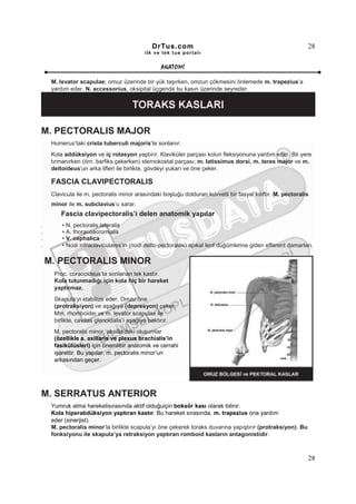 DrTus.com                                                      28
                                           ilk ve tek t us portalı


                                                 ANAT OMĐ

     M. levator scapulae; omuz üzerinde bir yük taşırken, omzun çökmesini önlemede m. trapezius’a
     yardım eder. N. accessorius, oksipital üçgende bu kasın üzerinde seyreder.




M. PECTORALIS MAJOR
     Humerus’taki crista tuberculi majoris’te sonlanır.
     Kola addüksiyon ve iç rotasyon yaptırır. Klaviküler parçası kolun fleksiyonuna yardım eder. Bir yere
     tırmanırken (örn. barfiks çekerken) sternokostal parçası; m. latissimus dorsi, m. teres major ve m.
     deltoideus’un arka lifleri ile birlikte, gövdeyi yukarı ve öne çeker.

     FASCIA CLAVIPECTORALIS
     Clavicula ile m. pectoralis minor arasındaki boşluğu dolduran kuvvetli bir fasyal kılıftır. M. pectoralis
     minor ile m. subclavius’u sarar.
         Fascia clavipectoralis’i delen anatomik yapılar
.        • N. pectoralis lateralis
.        • A. thoracoacromialis
.        • V. cephalica
.        • Nodi infraclaviculares’in (nodi delto-pectorales) apikal lenf düğümlerine giden efferent damarları.

    M. PECTORALIS MINOR
      Proc. coracoideus’ta sonlanan tek kastır.
      Kola tutunmadığı için kola hiç bir hareket
      yaptırmaz.
      Skapula’yı stabilize eder. Omzu öne
      (protraksiyon) ve aşağıya (depresyon) çeker.
      Mm. rhomboidei ve m. levator scapulae ile
      birlikte, cavitas glenoidalis’i aşağıya baktırır.
      M. pectoralis minor, aksilla’daki oluşumlar
      (özellikle a. axillaris ve plexus brachialis’in
      fasikülüsleri) için önemlibir anatomik ve cerrahi
      işarettir. Bu yapılar, m. pectoralis minor’un
      arkasından geçer.




M. SERRATUS ANTERIOR
     Yumruk atma hareketisırasında aktif olduğuiçin boksör kası olarak bilinir.
     Kola hiperabdüksiyon yaptıran kastır. Bu hareket sırasında, m. trapezius ona yardım
     eder (sinerjist).
     M. pectoralis minor’la birlikte scapula’yı öne çekerek toraks duvarına yapıştırır (protraksiyon). Bu
     fonksiyonu ile skapula’ya retraksiyon yaptıran romboid kasların antagonistidir.



                                                                                                             28
 