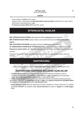 DrTus.com                                                     29
                                          ilk ve tek t us portalı


                                                ANAT OMĐ

     Fossa axillaris’in medial duvarını yapar.
     Angulus inferior’u dışa çekerek cavitas glenoidalis’i yukarıya baktırır. Böylece kolun, başın üzerine
     kaldırılmasını (hiperabdüksiyon) sağlar.
     N. thoracicus longus (Bell siniri) tarafından uyarılır.




MM. INTERCOSTALES EXTERNI; diaphragma ile birlikte inspiryumun temel kaslarıdır.
MM. INTERCOSTALES INTIMI; sadece toraksın yan duvarlarında bulunurlar. Ekspiryuma yardım
ederler.
MM. LEVATORES COSTARUM; kaburgaları kaldırarak inspiryuma yardım ederler.
M. TRANSVERSUS THORACIS (M. STERNOCOSTALIS); toraks ön duvarının iç yüzünde bulunurlar.
Ekspiryuma yardım ederler. A.v. thoracica interna’lar, bu kas ile mm. intercostales interni’ler arasında
seyreder.
Đnterkostal nörovasküler yapılar, mm.intercostales interni’ler ile mm. intercostales intimi’ler arasında
seyreder.




      Apertura thoracis inferior’u kapatır. Đnspiryumun esas kasıdır. Toraks’ın vertikal çapını artırır.


            DIAPHRAGMA ÜZERĐNDE BULUNAN AÇIKLIKLAR
•  Foramen venae cavae; T8-T9 vertebralar arası discus intervertebralis seviyesinde, centrum
   tendineum’un üzerindedir. Bu açıklıktan v. cava inferior ve sağ n. phrenicus’un terminal dalları
   geçer. Bazen sağ hepatik ven bu delikten geçip, v. cava inferior’a açılır.
• Hiatus oesophageus; vertebra seviyesinde, orta hattın solunda ve sol yedinci kıkırdak kaburganın
arkasındadır. Açıklıktan; T10 oesophagus, her iki n. vagus, a.v. gastrica sinistra’ların özofageal dalları
ve özofagus’un 1/3 alt bölümünden gelen lenf damarları geçer.
• Hiatus aorticus; krus’lar arasında, ligamentum arcuatum medianum’un hemen arkasında, T12 vertebra
    gövdesinin önündedir. Bu açıklıktan; aort, ductus thoracicus ve bazen v. azygos ile v. hemi azygos
    geçer.




                                                                                                           29
 