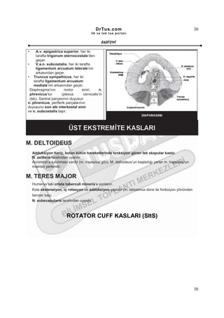 DrTus.com                                                   30
                                          ilk ve tek t us portalı


                                                 ANAT OMĐ

•     A.v. epigastrica superior, her iki
      tarafta trigonum sternocostale’den
      geçer.
•     V.a.n. subcostalis, her iki tarafta
      ligamentum arcuatum laterale’nin
      arkasından geçer.
• Truncus sympathicus, her iki
    tarafta ligamentum arcuatum
    mediale’nin arkasından geçer.
  Diaphragma’nın        motor       siniri,     n.
  phrenicus’tur        (plexus       cervicalis’in
  dalı). Santral parçasının duyusun
n. phrenicus, periferik parçalarının
duyusunu son altı interkostal sinir
ve n. subcostalis taşır.




M. DELTOIDEUS
    Adduksiyon hariç, kolun bütün hareketlerinde fonksiyon gören tek skapular kastır.
    N. axillaris tarafından uyarılır.
    Acromion’a tutunması vardır (m. trapezius gibi). M. deltoideus’un başladığı yerler m. trapezius’un
    insersio yerleridir.

M. TERES MAJOR
    Humerus’taki crista tuberculi minoris’e sonlanır.
    Kola ekstensiyon, iç rotasyon ve addüksiyon yaptırır (m. latissimus dorsi ile fonksiyon yönünden
    benzer kas).
    N. subscapularis tarafından uyarılır.



                          ROTATOR CUFF KASLARI (SItS)




                                                                                                         30
 