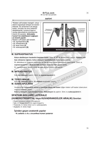 DrTus.com                                                  31
                                        ilk ve tek t us portalı


                                               ANAT OMĐ

“Rotator cuff (rotator manşet)”, omuz
eklemi kapsülüyle birleşen bir tendon
kitlesidir. Bu tendonların ait olduğu
kaslar, tonusları ile omuz eklemini
destekleyerek, humerus başının
cavitas glenoidalis’te tutulmasında
önemli rol oynarlar. Articulatio
humeri’nin stabilizesini sağlayan
en önemli yapıdır.
Rotator cuff kasları dört tanedir.
• M. supraspinatus (S)
• M. infraspinatus (I)
• M. teres minor (t)
• M. subscapularis (S)



M. SUPRASPINATUS
                                                                  0
  Kolun abdüksiyon hareketini başlatan kastır. Kola, ilk 15 lik abdüksiyonu yaptırır. Rotator cuff
  kası olmasına rağmen, kolun rotasyon hareketlerinde fonksiyonu yoktur.
  M. deltoideus’un fonksiyon kaybında, bu kas ile kola kısmen abdüksiyon yaptırılabilir. Siniri, n.
  suprascapularis’tir (skapula’daki incisura scapulae’den geçen sinir).
  M. supraspinatus, tendon yırtığı en çok görülen rotator cuff kasıdır.

M. INFRASPINATUS
  Kola dış rotasyon yaptırır. Siniri, n. suprascapularis’tir.

M. TERES MINOR
  Kola dış rotasyon yaptırır. N. axillaris tarafından uyarılır.
M. SUBSCAPULARIS
  Humerus’taki tuberculum minus’a insersiyo yapan tek kastır (diğer rotator cuff kasları tuberculum
  majus’a insersiyo yapar).
  Kola iç rotasyon yaptıran esas kastır. Adduksiyon da yaptırır. Siniri, n. subscapularis’tir.

SPATIUM AXILLARE LATERALE
(HUMEROTRĐSĐPĐTAL veya KUVADRANGÜLER ARALIK) Sınırları
• Dışta; humerus (collum chirurgicum)
• Đçte; m. triceps brachii’nin caput longum’u
• Yukarıda; m. teres minor ve m. subscapularis
• Aşağıda; m. teres major

  Đçinden geçen anatomik yapılar
   • N. axillaris ve A.v. circumflexa humeri posterior




                                                                                                      31
 