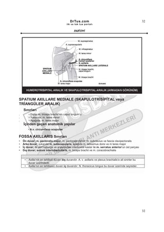 DrTus.com                                                        32
                                            ilk ve tek t us portalı


                                                   ANAT OMĐ




SPATIUM AXILLARE MEDIALE (SKAPULOTRĐSĐPĐTAL veya
TRĐANGÜLER ARALIK)
    Sınırları
.        • Dışta; m. triceps brachii’nin caput longum’u
.        • Yukarıda; m. teres minor
.        • Aşağıda; m. teres major
    Đçinden geçen anatomik yapılar
         • A.v. circumflexa scapulae

FOSSA AXILLARIS Sınırları
•   Ön duvar; m. pectoralis major, m. pectoralis minor, m. subclavius ve fascia clavipectoralis
•   Arka duvar; yukarıda m. subscapularis, aşağıda m. latissimus dorsi ve m teres major
•   Đç duvar; ilk dört kaburga ve aralarındaki interkostal kaslar ile m. serratus anterior’un üst parçası
•   Dış duvar; sulcus intertubercularis, m. biceps brachii ve m. coracobrachialis


     •   Axilla’nın en tehlikeli duvarı dış duvarıdır. A. v. axillaris ve plexus brachialis’e ait sinirler bu
         duvar üzerindedir.
     •   Axilla’nın en tehlikesiz duvarı iç duvarıdır. N. thoracicus longus bu duvar üzerinde seyreder.




                                                                                                                32
 