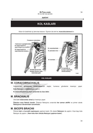 DrTus.com                                                   34
                                    ilk ve tek t us portalı


                                          ANAT OMĐ




        Kolun ön tarafında üç tane kas bulunur. Üçünün de siniri n. musculocutaneus’tur.




 Scapula’daki   processus     coracoideus’tan      başlar,    humerus   gövdesine   insersiyo   yapar.
 Kola fleksiyon ve adduksiyon yaptırır.
 N. musculocutaneus,seyri sırasında bu kası deler.


M. BRACHIALIS
 Ulna’daki tuberositas ulnae’ye insersiyo yapar.
 Önkolun esas fleksör kasıdır. Önkolun fleksiyonu sırasında her zaman aktiftir ve primer olarak
 fleksiyonun devamından sorumludur.

M. BICEPS BRACHII
 Önkola hızlı ve kuvvetli supinasyon yaptıran kastır. Ek olarak fleksiyon da yaptırır. Kısa başı kola
 fleksiyon da yaptırır. (Hem kola hem önkola fleksiyon yaptıran kastır)



                                                                                                   34
 
