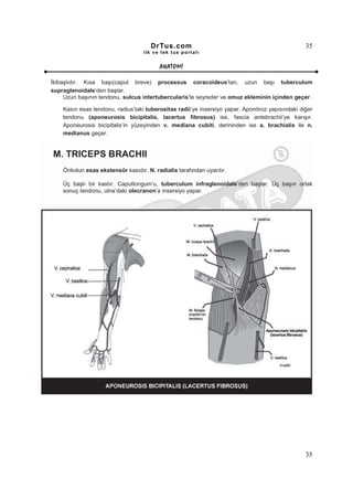 DrTus.com                                                  35
                                   ilk ve tek t us portalı


                                          ANAT OMĐ

Đkibaşlıdır. Kısa başı(caput breve) processus coracoideus’tan, uzun başı tuberculum
supraglenoidale’den başlar.
     Uzun başının tendonu, sulcus intertubercularis’te seyreder ve omuz ekleminin içinden geçer.

    Kasın esas tendonu, radius’taki tuberositas radii’ye insersiyo yapar. Aponöroz yapısındaki diğer
    tendonu (aponeurosis bicipitalis, lacertus fibrosus) ise, fascia antebrachii’ye karışır.
    Aponeurosis bicipitalis’in yüzeyinden v. mediana cubiti, derininden ise a. brachialis ile n.
    medianus geçer.


M. TRICEPS BRACHII
    Önkolun esas ekstensör kasıdır. N. radialis tarafından uyarılır.

    Üç başlı bir kastır. Caputlongum’u, tuberculum infraglenoidale’den başlar. Üç başın ortak
    sonuç tendonu, ulna’daki olecranon’a insersiyo yapar.




                                                                                                 35
 