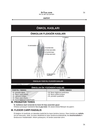 DrTus.com                                                     36
                                       ilk ve tek t us portalı


                                             ANAT OMĐ




                            ÖNKOLUN FLEKSÖR KASLARI




                              ÖNKOLUN ÖN YÜZÜNDEKĐ KASLAR
YÜZEYEL TABAKA                                                       DERĐN TABAKA
• M. pronator teres                                • M. flexor digitorum profundus
• M. flexor carpi radialis                         • M. flexor pollicis longus
• M. palmaris longus                               • M. pronator quadratus
• M. flexor carpi ulnaris
• M. flexor digitorum superficialis
M. PRONATOR TERES
  N. medianus seyri sırasında bu kasın iki başı arasından geçer.
  Önkolun pronasyon hareketine hız ve güç katar. Ek olarak önkola fleksiyon da yaptırır.

M. FLEXOR CARPI RADIALIS
  El bileğinin ön tarafında, en lateralde (radial’de) bu kasın tendonu bulunur. Kasın tendonu a. radialis
  için bir kılavuzdur. Arter, ön kolun distalinde bu kasın tendonununlateralinde, m. brachioradialis’in
  tendonunun medialindedir. Arterin pulsasyonu, iki tendon arasından alınır.



                                                                                                        36
 