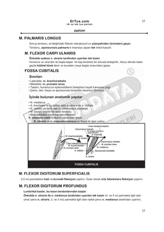 DrTus.com                                                          37
                                            ilk ve tek t us portalı


                                                   ANAT OMĐ

M. PALMARIS LONGUS
           Sonuç tendonu, el bileğindeki fleksör retinakulum’un yüzeyelinden (önünden) geçer.
           Tendonu, aponeurosis palmaris’e insersiyo yapan tek önkol kasıdır.

       M. FLEXOR CARPI ULNARIS
           Önkolda sadece n. ulnaris tarafından uyarılan tek kastır.
           Humerus ve ulna’dan iki başla başlar. Đki baş tendinöz bir arkusla birleştirilir. Arkus altında kalan
           geçite kübital tünel denir ve buradan (veya başlar arasından) geçer.

       FOSSA CUBITALIS
           Sınırları
.         • Lateralde; m. brachioradialis
.         • Medialde; m. pronator teres
.         • Tabanı; humerus’un epikondüllerini birleştiren hayali transvers çizgi
.         • Çatısı; deri, fasya ve aponeurosis bicipitalis (lacertus fibrosus)

           Đçinde bulunan anatomik yapılar
.         • N. medianus
.         • A. brachialis ve uç dalları olan a. ulnaris ile a. radialis
.         • N. radialis ve derin dalı (n. interosseus posterior)
.         • M. biceps brachii’nin esas tendonu
.         • Nodi cubitales (nodi supratrochleares)
.         V. mediana cubiti fossanın çatısından geçer.
               N. ulnaris ve n. musculocutaneus’un fossa ile ilgisi yoktur.




    2-5 nci parmaklara hızlı ve kuvvetli fleksiyon yaptırır. Esas olarak orta falankslara fleksiyon yaptırır.

M. FLEXOR DIGITORUM PROFUNDUS
      Lumbrikal kaslar, bu kasın tendonlarından başlar.
      Önkolda n. ulnaris ile n. medianus tarafından uyarılan tek kastır (4. ve 5 nci parmakla ilgili olan
      ulnar yarısı n. ulnaris, 2. ve 3 ncü parmakla ilgili olan radial yarısı n. medianus tarafından uyarılır).



                                                                                                                  37
 
