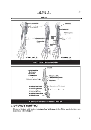 DrTus.com                                             39
                                 ilk ve tek t us portalı


                                       ANAT OMĐ




M. EXTENSOR DIGITORUM
 Elin dorsalyüzünde dört tendon, connexus intertendineus denilen fibröz yapıda transvers ara
 bağlantılarla birbirine bağlanır.



                                                                                         39
 