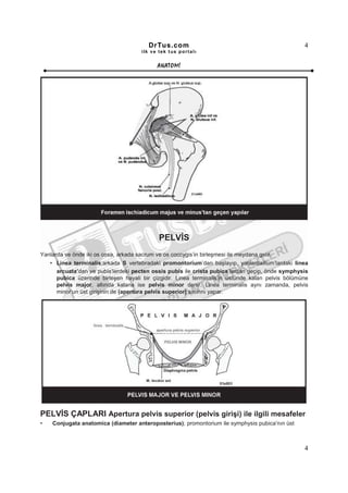 DrTus.com                                                4
                                       ilk ve tek t us portalı


                                              ANAT OMĐ




                                              PELVĐS
Yanlarda ve önde iki os coxa, arkada sacrum ve os coccygis’in birleşmesi ile meydana gelir.
    • Linea terminalis;arkada S vertebradaki promontorium’dan başlayıp, yanlardailium’lardaki linea
                                 1

      arcuata’dan ve pubis’lerdeki pecten ossis pubis ile crista pubica’lardan geçip, önde symphysis
      pubica üzerinde birleşen hayali bir çizgidir. Linea terminalis’in üstünde kalan pelvis bölümüne
      pelvis major, altında kalana ise pelvis minor denir. Linea terminalis aynı zamanda, pelvis
      minor’un üst girişinin de (apertura pelvis superior) sınırını yapar.




PELVĐS ÇAPLARI Apertura pelvis superior (pelvis girişi) ile ilgili mesafeler
•   Conjugata anatomica (diameter anteroposterius); promontorium ile symphysis pubica’nın üst



                                                                                                   4
 
