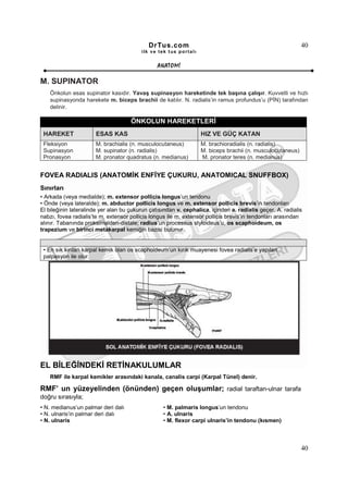 DrTus.com                                                       40
                                         ilk ve tek t us portalı


                                                ANAT OMĐ

M. SUPINATOR
    Önkolun esas supinator kasıdır. Yavaş supinasyon hareketinde tek başına çalışır. Kuvvetli ve hızlı
    supinasyonda harekete m. biceps brachii de katılır. N. radialis’in ramus profundus’u (PĐN) tarafından
    delinir.

                                     ÖNKOLUN HAREKETLERĐ
 HAREKET              ESAS KAS                                     HIZ VE GÜÇ KATAN
 Fleksiyon            M. brachialis (n. musculocutaneus)           M. brachioradialis (n. radialis)
 Supinasyon           M. supinator (n. radialis)                   M. biceps brachii (n. musculocutaneus)
 Pronasyon            M. pronator quadratus (n. medianus)          M. pronator teres (n. medianus)


FOVEA RADIALIS (ANATOMĐK ENFĐYE ÇUKURU, ANATOMICAL SNUFFBOX)
Sınırları
• Arkada (veya medialde); m. extensor pollicis longus’un tendonu
• Önde (veya lateralde); m. abductor pollicis longus ve m. extensor pollicis brevis’in tendonları
El bileğinin lateralinde yer alan bu çukurun çatısından v. cephalica, içinden a. radialis geçer. A. radialis
nabzı, fovea radialis’te m. extensor pollicis longus ile m. extensor pollicis brevis’in tendonları arasından
alınır. Tabanında proksimalden-distale; radius’un processus styloideus’u, os scaphoideum, os
trapezium ve birinci metakarpal kemiğin bazisi bulunur.


 • En sık kırılan karpal kemik olan os scaphoideum’un kırık muayenesi fovea radialis’e yapılan
 palpasyon ile olur.




EL BĐLEĞĐNDEKĐ RETĐNAKULUMLAR
    RMF ile karpal kemikler arasındaki kanala, canalis carpi (Karpal Tünel) denir.

RMF’ un yüzeyelinden (önünden) geçen oluşumlar; radial taraftan-ulnar tarafa
doğru sırasıyla;
• N. medianus’un palmar deri dalı                 • M. palmaris longus’un tendonu
• N. ulnaris’in palmar deri dalı                  • A. ulnaris
• N. ulnaris                                      • M. flexor carpi ulnaris’in tendonu (kısmen)



                                                                                                            40
 