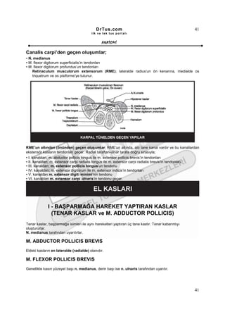 DrTus.com                                               41
                                         ilk ve tek t us portalı


                                                ANAT OMĐ

Canalis carpi’den geçen oluşumlar;
• N. medianus
• M. flexor digitorum superficialis’in tendonları
• M. flexor digitorum profundus’un tendonları
    Retinaculum musculorum extensorum (RME); lateralde radius’un ön kenarına, medialde os
    triquetrum ve os pisiforme’ye tutunur.




RME’un altından (önünden) geçen oluşumlar; RME’un altında, altı tane kanal vardır ve bu kanallardan
ekstensör kasların tendonları geçer. Radial taraftan-ulnar tarafa doğru sırasıyla;
• I. kanaldan; m. abductor pollicis longus ile m. extensor pollicis brevis’in tendonları
• II. kanaldan; m. extensor carpi radialis longus ile m. extensor carpi radialis brevis’in tendonları
• III. kanaldan; m. extensor pollicis longus’un tendonu
• IV. kanaldan; m. extensor digitorum ile m. extensor indicis’in tendonları
• V. kanaldan m. extensor digiti minimi’nin tendonu
• VI. kanaldan m. extensor carpi ulnaris’in tendonu geçer.




             I - BAŞPARMAĞA HAREKET YAPTIRAN KASLAR
               (TENAR KASLAR ve M. ADDUCTOR POLLICIS)
Tenar kaslar, başparmağa isimleri ile aynı hareketleri yaptıran üç tane kastır. Tenar kabarıntıyı
oluştururlar.
N. medianus tarafından uyarılırlar.

M. ABDUCTOR POLLICIS BREVIS
Eldeki kasların en lateralde (radialde) olanıdır.

M. FLEXOR POLLICIS BREVIS
Genellikle kasın yüzeyel başı n. medianus, derin başı ise n. ulnaris tarafından uyarılır.




                                                                                                    41
 