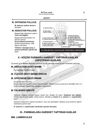 DrTus.com                                                      42
                                          ilk ve tek t us portalı


                                                 ANAT OMĐ

 M. OPPONENS POLLICIS
     M. abductor pollicis brevis’in
     altındadır.

 M. ADDUCTOR POLLICIS
     Başparmağa adduksiyon yaptırır.
     Tenar kas değildir.
     Başparmakla ilgili kasların en
     derinde olanıdır.
     Arcus palmaris profundus
     denilen arteryel kemer, oblik
     başının altındadır.
     “Pollicis” sözcüğü içerip, n.
     ulnaris tarafından uyarılan tek
     kastır.


          II - KÜÇÜK PARMAĞA HAREKET YAPTIRAN KASLAR
                        (HĐPOTENAR KASLAR)
Üç tanedir ve n. ulnaris tarafından uyarılırlar. Küçük parmağa isimleri ile aynı hareketleri yaptırırlar.

M. ABDUCTOR DIGITI MINIMI
    En medialdeki hipotenar kastır.

M. FLEXOR DIGITI MINIMI BREVIS
M. OPPONENS DIGITI MINIMI
    Önceki iki kasın altındadır.
    Beşinci parmağa fleksiyon ve dış rotasyon yaptırır. Böylece avuç içi çukurunun derinliğini artırır ve
    beşinci parmağı, başparmağa yaklaştırır (oppozisyon).

M. PALMARIS BREVIS

    Hipotenar bölgenin yüzeyel fasyası içinde ince, dörtgen bir kastır. Hipotenar kas değildir.
    Palmar aponörozdan başlar, deriye tutunur. Altından a. ulnaris ile n. ulnaris’in r. superficialis’i
    geçer.
    Hipotenar kabarıntının derisini buruşturur, avuç içini derinleştirir. Böylece avuç içinde bir objenin
    tutulmasına yardım eder.
    N. ulnaris’in r. superficialis’i tarafından uyarılan tek kastır.


             III - PARMAKLARA HAREKET YAPTIRAN KASLAR

MM. LUMBRICALES

                                                                                                            42
 