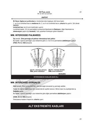 DrTus.com                                                        43
                                        ilk ve tek t us portalı


                                               ANAT OMĐ

 M. flexor digitorum profundus’un tendonlarından başlayan dört tane kastır.
 1. ve 2 nci lumbrikal kas n. medianus ile, 3. ve 4 ncü lumbrikal kas n. ulnaris ile uyarılır. Sık olarak
 üçüncü
 lumbrikal kas, her iki sinir tarafından uyarılır.
 Lumbrikal kaslar, 2-5 nci parmakların proksimal falankslarına fleksiyon, diğer falankslarına
 ekstensiyon yaptırır (L hareketi). Yazı yazarken fonksiyon gören kaslardır.

MM. INTEROSSEI PALMARES
 Üç tanedir. Orta parmağa ait palmar interosseus kas yoktur.
 Bu kaslar, üçüncü parmağın uzun eksenine göre 2, 4 ve 5 nci parmaklara addüksiyon yaptırır
 (PAD; Palmar ADduksiyon).




MM. INTEROSSEI DORSALES
 Dört tanedir. Đkinci ve üçüncü kas, orta parmağa tutunarak bu parmağı sabitler.
 Kaslar iki orijinle başladıkları için, aralarında bir açıklık bulunur. Birinci kasın bu açıklığından a.
 Radialis geçer.
 Bu kaslar, üçüncü parmağın uzun eksenine göre diğer parmaklara abdüksiyon yaptırır

 (DAB; Dorsal ABdüksiyon).
 Đnterosseus kasların hepsini n. ulnaris uyarır.




                                                                                                            43
 
