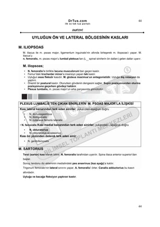 DrTus.com                                                         44
                                        ilk ve tek t us portalı


                                               ANAT OMĐ

            UYLUĞUN ÖN VE LATERAL BÖLGESĐNĐN KASLARI

M. ILIOPSOAS
  M. iliacus ile m. psoas major, ligamentum inguinale’nin altında birleşerek m. iliopsoas’ı yapar. M.
  iliacus’u
  n. femoralis, m. psoas major’u lumbal pleksus’tan (L spinal sinirlerin ön dalları) gelen dallar uyarır.
                                                           1,2,3




  M. iliopsoas;
   •   N. femoralis’le birlikte lacuna musculorum’dan geçen kastır.
   •   Femur’daki trochanter minor’a insersiyo yapan tek kastır.
   •   Uyluğun esas fleksör kasıdır. M. gluteus maximus’un antagonistidir. Uyluğa dış rotasyon da
       yaptırır.
   •   Önemli bir postural kastır. Otururken gövdenin dengesini sağlar. Supin pozisyonundan oturma
       pozisyonuna geçerken gövdeyi kaldırır.
   •   Plexus lumbalis, m. psoas major’un arka parçasında gömülüdür.




PLEXUS LUMBALIS’TEN ÇIKAN SĐNĐRLERĐN M. PSOAS MAJOR’LA ĐLĐŞKĐSĐ
Kası lateral kenarından terk eden sinirler; yukarıdan-aşağıya doğru
   •    N. iliohypogastricus
   •    N. ilioinguinalis
   •    N. cutaneus femoris lateralis
• N. femoralis Kası medial kenarından terk eden sinirler; yukarıdan - aşağıya doğru
   •    N. obturatorius
   •    N. obturatorius accessorius
Kası ön yüzünden delerek terk eden sinir;
   •   N. genitofemoralis


M. SARTORIUS
  Terzi (sartor) kası olarak bilinir. N. femoralis tarafından uyarılır. Spina iliaca anterior superior’dan
  başlar.
  Sonuç tendonu diz ekleminin medialindeki pes anserinus (kaz ayağı)’a katılır.
  Trigonum femorale’nin lateral sınırını yapar. A. femoralis’i örter. Canalis adductorius bu kasın
  altındadır.
  Uyluğa ve bacağa fleksiyon yaptıran kastır.




                                                                                                             44
 