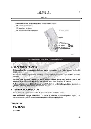 DrTus.com                                                45
                                       ilk ve tek t us portalı


                                              ANAT OMĐ




M. QUADRICEPS FEMORIS
  M. vastus lateralis, m. vastus medialis, m. vastus intermedius ve m. rectus femoris denilen dört
  parçası vardır.
  Kasın sonuç tendonu (ligamentum patellae), tuberositas tibiae’ye insersiyo yapar. Patella, bu tendon
  içindedir.
  Bacağın esas ekstansor kasıdır. M. rectus femoris parçası spina iliaca anterior inferior’dan
  başlayıp kalça eklemini ön yüzünden çaprazladığı için uyluğa fleksiyon da yaptırır.
  N. femoralis ile uyarılır. Sinirin felcinde kastaki fonksiyon kaybı nedeniyle, bacak ekstensiyon
  yapamaz. Ek olarak diz ekleminin de stabilizesi bozulur.

M. TENSOR FASCIAE LATAE
  Fascia lata’nın iki yaprağı arasındadır. N. gluteus superior tarafından uyarılır.
  Esas fonksiyonu uyluğa fleksiyondur. Ek olarak iç rotasyon ve abdüksiyon da yaptırır. Kas,
  tractus iliotibialis’i çekerek bacağa da ekstensiyon ve dış rotasyon yaptırır.



TRIGONUM
  FEMORALE
  Sınırları


                                                                                                   45
 