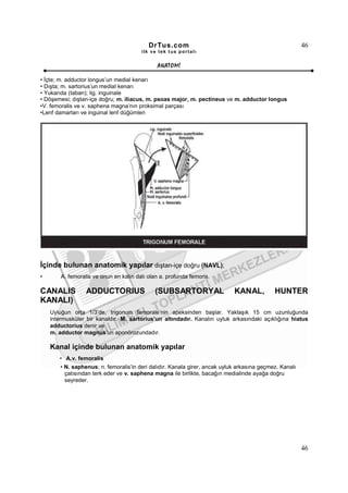 DrTus.com                                                    46
                                        ilk ve tek t us portalı


                                               ANAT OMĐ

• Đçte; m. adductor longus’un medial kenarı
• Dışta; m. sartorius’un medial kenarı
• Yukarıda (taban); lig. inguinale
• Döşemesi; dıştan-içe doğru; m. iliacus, m. psoas major, m. pectineus ve m. adductor longus
•V. femoralis ve v. saphena magna’nın proksimal parçası
•Lenf damarları ve inguinal lenf düğümleri




Đçinde bulunan anatomik yapılar dıştan-içe doğru (NAVL);
•       A. femoralis ve onun en kalın dalı olan a. profunda femoris.

CANALIS           ADDUCTORIUS                 (SUBSARTORYAL                 KANAL,          HUNTER
KANALI)
    Uyluğun orta 1/3’de, trigonum femorale’nin apeksinden başlar. Yaklaşık 15 cm uzunluğunda
    intermusküler bir kanaldır. M. sartorius’un altındadır. Kanalın uyluk arkasındaki açıklığına hiatus
    adductorius denir ve
    m. adductor magnus’un aponörozundadır.

    Kanal içinde bulunan anatomik yapılar
       • A.v. femoralis
       • N. saphenus; n. femoralis’in deri dalıdır. Kanala girer, ancak uyluk arkasına geçmez. Kanalı
         çatısından terk eder ve v. saphena magna ile birlikte, bacağın medialinde ayağa doğru
         seyreder.




                                                                                                        46
 