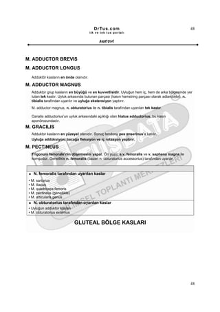DrTus.com                                                48
                                        ilk ve tek t us portalı


                                              ANAT OMĐ



M. ADDUCTOR BREVIS
M. ADDUCTOR LONGUS
  Addüktör kasların en önde olanıdır.

M. ADDUCTOR MAGNUS
  Adduktor grup kasların en büyüğü ve en kuvvetlisidir. Uyluğun hem iç, hem de arka bölgesinde yer
  tutan tek kastır. Uyluk arkasında bulunan parçası (kasın hamstring parçası olarak adlandırılır), n.
  tibialis tarafından uyarılır ve uyluğa ekstensiyon yaptırır.
  M. adductor magnus, n. obturatorius ile n. tibialis tarafından uyarılan tek kastır.

  Canalis adductorius’un uyluk arkasındaki açıklığı olan hiatus adductorius, bu kasın
  aponörozundadır.
M. GRACILIS
  Adduktor kasların en yüzeyel olanıdır. Sonuç tendonu pes anserinus’a katılır.
  Uyluğa addüksiyon, bacağa fleksiyon ve iç rotasyon yaptırır.

M. PECTINEUS
  Trigonum femorale’nin döşemesini yapar. Ön yüzü; a.v. femoralis ve v. saphena magna ile
  komşudur. Genellikle n. femoralis (bazen n. obturatorius accessorius) tarafından uyarılır.



    N. femoralis tarafından uyarılan kaslar
 • M. sartorius
 • M. iliacus
 • M. quadriceps femoris
 • M. pectineus (genellikle)
 • M. articularis genus
    N. obturatorius tarafından uyarılan kaslar
 • Uyluğun adduktor kasları
 • M. obturatorius externus

                               GLUTEAL BÖLGE KASLARI




                                                                                                   48
 
