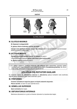 DrTus.com                                                    49
                                       ilk ve tek t us portalı


                                              ANAT OMĐ




M. GLUTEUS MAXIMUS
   M. iliopsoas’ın antagonistidir.
   N. gluteus inferior tarafından uyarılan tek kastır.
   Uyluğun esas ekstensör kasıdır. Uyluğun dış rotasyonuna ve tractus iliotibialis’i gererek bacağın
   ekstensiyonuna da yardım eder.

M. GLUTEUS MEDIUS
   Uyluğun en kuvvetli abdüktör kasıdır. Đç rotasyon da yaptırır.
   Yürüyüş ve koşma sırasında, pelvis’i yere basan ayak tarafına çeker.
   N. gluteus superior tarafından uyarılır.



    M. gluteus medius’un fonksiyon kaybında, kişi etkilenen taraf ekstremitesi üzerinde ayakta
    dururken, pelvis karşı (desteklenmeyen) taraf üzerine düşer (Trendelenburg belirtisi). Bu durum
    kalça çıkığı, femur boynu kırıkları ve coxa vara’da görülür.

                      UYLUĞUN DIŞ ROTATOR KASLARI
Bu kaslardan sadece m. obturatorius externus n. obturatorius (plexus lumbalis’in dalı) tarafından,
diğerleri plexus sacralis’ten gelen dallar tarafından uyarılır.

M. PIRIFORMIS
   Foramen ischiadicum majus’tan geçen en büyük anatomik oluşumdur.
   Plexus sacralis, bu kasın ön yüzü üzerinde oturur.

M. GEMELLUS SUPERIOR
   Spina ischiadica’dan başlar.

M. OBTURATORIUS INTERNUS
   Membrana obturatoria’nın iç yüzü ve foramen obturatum’un kenarlarından başlar.


                                                                                                       49
 