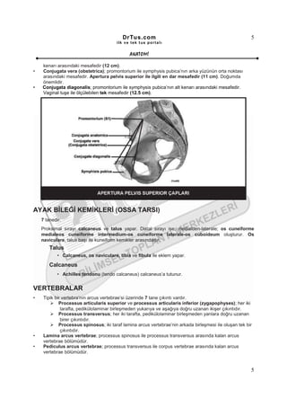 DrTus.com                                                     5
                                        ilk ve tek t us portalı


                                              ANAT OMĐ

    kenarı arasındaki mesafedir (12 cm).
•   Conjugata vera (obstetrica); promontorium ile symphysis pubica’nın arka yüzünün orta noktası
    arasındaki mesafedir. Apertura pelvis superior ile ilgili en dar mesafedir (11 cm). Doğumda
    önemlidir.
•   Conjugata diagonalis; promontorium ile symphysis pubica’nın alt kenarı arasındaki mesafedir.
    Vaginal tuşe ile ölçülebilen tek mesafedir (12.5 cm).




AYAK BĐLEĞĐ KEMĐKLERĐ (OSSA TARSI)
    7 tanedir.
    Proksimal sırayı calcaneus ve talus yapar. Distal sırayı ise, medialden-laterale; os cuneiforme
    medialeos cuneiforme intermedium-os cuneiforme laterale-os cuboideum oluşturur. Os
    naviculare, talus başı ile kuneiform kemikler arasındadır.
        Talus
            • Calcaneus, os naviculare, tibia ve fibula ile eklem yapar.

        Calcaneus
            • Achilles tendonu (tendo calcaneus) calcaneus’a tutunur.


VERTEBRALAR
•    Tipik bir vertebra’nın arcus vertebrae’si üzerinde 7 tane çıkıntı vardır.
             Processus articularis superior ve processus articularis inferior (zygapophyses); her iki
              tarafta, pedikülolaminar birleşmeden yukarıya ve aşağıya doğru uzanan ikişer çıkıntıdır.
             Processus transversus; her iki tarafta, pedikülolaminar birleşmeden yanlara doğru uzanan
              birer çıkıntıdır.
             Processus spinosus; iki taraf lamina arcus vertebrae’nin arkada birleşmesi ile oluşan tek bir
              çıkıntıdır.
•    Lamina arcus vertebrae; processus spinosus ile processus transversus arasında kalan arcus
     vertebrae bölümüdür.
•    Pediculus arcus vertebrae; processus transversus ile corpus vertebrae arasında kalan arcus
     vertebrae bölümüdür.


                                                                                                         5
 