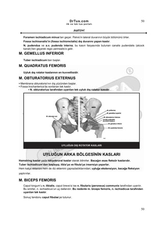 DrTus.com                                                   50
                                        ilk ve tek t us portalı


                                              ANAT OMĐ

    Foramen ischiadicum minus’tan geçer. Pelvis’in lateral duvarının büyük bölümünü örter.
    Fossa ischioanalis’in (fossa ischiorectalis) dış duvarını yapan kastır.
    N. pudendus ve a.v. pudenda interna, bu kasın fasyasında bulunan canalis pudendalis (alcock
    kanalı)’ten geçerek regio perinealis’e gelir.
M. GEMELLUS INFERIOR
    Tuber ischiadicum’dan başlar.

M. QUADRATUS FEMORIS
    Uyluk dış rotator kaslarının en kuvvetlisidir.

M. OBTURATORIUS EXTERNUS
• Membrana obturatoria’nın dış yüzünden başlar.
• Fossa trochanterica’da sonlanan tek kastır.
        • N. obturatorius tarafından uyarılan tek uyluk dış rotator kasıdır.




                    UYLUĞUN ARKA BÖLGESĐNĐN KASLARI
Hamstring kaslar yada iskiyokrural kaslar olarak bilinirler. Bacağın esas fleksör kaslarıdır.
Tuber ischiadicum’dan başlayıp, tibia’ya ve fibula’ya insersiyo yaparlar.
Hem kalça eklemini hem de diz eklemini çaprazladıklarından; uyluğa ekstensiyon, bacağa fleksiyon
yaptırırlar.

M. BICEPS FEMORIS
    Caput longum’u n. tibialis, caput breve’si ise n. fibularis (peroneus) communis tarafından uyarılır.
    Bu sinirler, n. ischiadicus’un uç dallarıdır. Bu nedenle m. biceps femoris, n. ischiadicus tarafından
    uyarılan tek kastır.
    Sonuç tendonu caput fibulae’ye tutunur.



                                                                                                       50
 