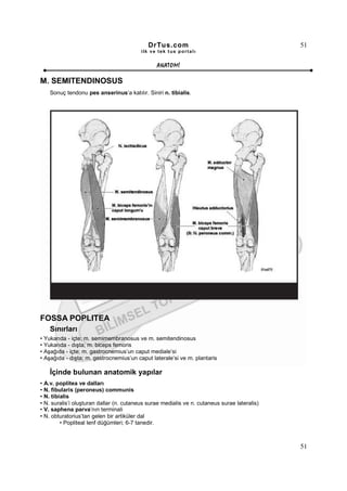 DrTus.com                                        51
                                          ilk ve tek t us portalı


                                                ANAT OMĐ

M. SEMITENDINOSUS
    Sonuç tendonu pes anserinus’a katılır. Siniri n. tibialis.




FOSSA POPLITEA
    Sınırları
• Yukarıda - içte; m. semimembranosus ve m. semitendinosus
• Yukarıda - dışta; m. biceps femoris
• Aşağıda - içte; m. gastrocnemius’un caput mediale’si
• Aşağıda - dışta; m. gastrocnemius’un caput laterale’si ve m. plantaris

    Đçinde bulunan anatomik yapılar
• A.v. poplitea ve dalları
• N. fibularis (peroneus) communis
• N. tibialis
• N. suralis’i oluşturan dallar (n. cutaneus surae medialis ve n. cutaneus surae lateralis)
• V. saphena parva’nın terminali
• N. obturatorius’tan gelen bir artiküler dal
         • Popliteal lenf düğümleri; 6-7 tanedir.



                                                                                              51
 