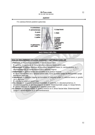 DrTus.com                                                    52
                                       ilk ve tek t us portalı


                                             ANAT OMĐ

      • N. cutaneus femoris posterior (çatısında)




KALÇA EKLEMĐNDE UYLUĞA HAREKET YAPTIRAN KASLAR
♦ Fleksiyon; m. iliopsoas (en kuvvetlisi), m. tensor fasciae latae
  M. sartorius, m. pectineus, m. rectus femoris ve adduktor kaslar yardım eder.
♦ Ekstensiyon; m. gluteus maximus (en kuvvetlisi), iskiyokrural kaslar (m. semitendinosus, m.
  semimembranosus, m. biceps femoris) ve m. adductor magnus
♦ Abdüksiyon; m. gluteus medius (en kuvvetlisi) ve m. gluteus minimus
  M. tensor fasciae latae ve m. sartorius yardım eder. Uyluk dış rotator kasları da fleksiyondaki uyluğa
  abdüksiyon yaptırırlar.
♦ Adduksiyon; m. adductor magnus (en kuvvetlisi), m. adductor longus, m. adductor brevis, m. gracilis
   ve m. pectineus
  M. obturatorius externus yardım eder.
♦ Dış rotasyon;m. quadratus femoris(en kuvvetlisi), m. piriformis, m. obturatoriusinternus, m.
  obturatorius externus, m. gemellus superior ve inferior. Ekstensiyondaki uyluğa, m. biceps femoris.
  M. gluteus maximus, m. iliopsoas ve m. sartorius yardım eder.
♦ Đç rotasyon; m. gluteus medius, m. gluteus minimus ve m. tensor fasciae latae. Ekstensiyondaki
  uyluğa m. semitendinosus ve m. semimembranosus.




                                                                                                       52
 