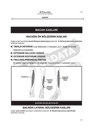 DrTus.com                                                  53
                                       ilk ve tek t us portalı


                                             ANAT OMĐ




                      BACAĞIN ÖN BÖLGESĐNĐN KASLARI
Ayağa ve ilgili parmaklara dorsal fleksiyon (ekstensiyon) yaptırırlar. N. fibularis (peroneus) profundus
tarafından uyarılırlar.

M. TIBIALIS ANTERIOR Ayağa ekstensiyon ve inversiyon yaptırır. Ayağın en kuvvetli
   ekstensörü ve invertörüdür.

M. EXTENSOR HALLUCIS LONGUS
M. EXTENSOR DIGITORUM LONGUS
M. FIBULARIS (PERONEUS) TERTIUS
   M. extensor digitorum longus’un bir parçasıdır. Ayağa ekstensiyon ve eversiyon yaptırır.




                 BACAĞIN LATERAL BÖLGESĐNĐN KASLARI
Ayağın esas evertör (pronasyon+ abdüksiyon) kaslarıdır. N. fibularis (peroneus) superficialis
tarafından uyarılırlar.



                                                                                                     53
 