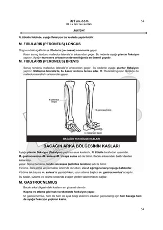 DrTus.com                                                 54
                                        ilk ve tek t us portalı


                                               ANAT OMĐ

N. tibialis felcinde, ayağa fleksiyon bu kaslarla yaptırılabilir.

M. FIBULARIS (PERONEUS) LONGUS
Origosundaki açıklıktan n. fibularis (peroneus) communis geçer.
   Kasın sonuç tendonu malleolus lateralis’in arkasından geçer. Bu nedenle ayağa plantar fleksiyon
   yaptırır. Ayağın transvers arkusunun devamlılığında en önemli yapıdır.
M. FIBULARIS (PERONEUS) BREVIS
   Sonuç tendonu malleolus lateralis’in arkasından geçer. Bu nedenle ayağa plantar fleksiyon
   yaptırır. Malleolus lateralis’le, bu kasın tendonu temas eder. M. fibularislongus’un tendonu da
   malleoluslateralis’in arkasından geçer.




                     BACAĞIN ARKA BÖLGESĐNĐN KASLARI
Ayağa plantar fleksiyon (fleksiyon) yaptıran esas kaslardır. N. tibialis tarafından uyarılırlar.
M. gastrocnemius+M. soleus=M. triceps surae adı ile bilinir. Bacak arkasındaki baldır denilen
kabarıntıyı
yapar. Sonuç tendonu, tendo calcaneus (Achilles tendonu) adı ile bilinir.
Yürüme, dans etme ve parmaklar üzerinde dururken, vücut ağırlığına karşı topuğu kaldırırlar.
Yürüme tek başına m. soleus’la yapılabilirken, uzun atlama başlıca m. gastrocnemius’la yapılır.
Bu kaslar, yürüme ve koşma sırasında ayağın yerden kaldırılmasını sağlar.

M. GASTROCNEMIUS
   Bacak arka bölgesindeki kasların en yüzeyel olanıdır.
   Koşma ve atlama gibi hızlı hareketlerde fonksiyon yapar.
   M. gastrocnemius, hem diz hem de ayak bileği eklemini arkadan çaprazladığı için hem bacağa hem
   de ayağa fleksiyon yaptıran kastır.


                                                                                                     54
 