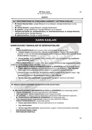 DrTus.com                                                        56
                                          ilk ve tek t us portalı


                                                 ANAT OMĐ

     ALT EKSTREMiTENiN iKi PARÇASINA HAREKET YAPTIRAN KASLAR
     • M. tensor fasciae latae; uyluğa fleksiyon ve iç rotasyon, bacağa ekstensiyon ve dış
       rotasyon
     • M. rectus femoris; uyluğa fleksiyon, bacağa ekstensiyon
     • M. gracilis; uyluğa addüksiyon, bacağa fleksiyon ve iç rotasyon
     • Đskiyokrural kaslar (m. semitendinosus, m. semimembranosus, m. biceps femoris);
       uyluğa ekstensiyon, bacağa fleksiyon
     • M. gastrocnemius; bacağa ve ayağa fleksiyon




KARIN DUVARI TABAKALARI VE DERĐVASYONLARI
•         DERĐ
•         FASCIA SUPERFICIALIS; karın duvarını örten yüzeyel fasya, iki yapraklıdır.
             Camper fasyasi;üst(dış)yapraktır. Yağ dokusundan zengindir. Scrotum ’da yağ dokusunu
           kaybeder ve düz kas liflerinden zenginleşerek, scrotum’a buruşuk görünümünü veren M. dartos
           (Tunica dartos)’u oluşturur.
             Scarpa fasyasi; alt (iç) yapraktır. Penis (clitoris)’i karın duvarına bağlayan Lig. fundiforme
            penis (clitoridis)’i yapar.
•       FASCIA PROFUNDA; karın duvarını örten derin fasyadır. Erkeklerde Lig. suspensorium penis’i,
kadınlarda da Lig. suspensorium clitoridis’i yapar.
•       M. OBLIQUUS EXTERNUS ABDOMINIS’ĐN FASYA ve APONÖROZ’unun oluşturduğu yapılar;
            Fascia spermatica externa; funiculus spermaticus’un en dış tabakası       Lig. inguinale;
           aponörozun SIAS (spina iliaca anterior superior) ile tuberculum pubicum arasında
            kalınlaşmasından meydana gelir. Bu ligamentin medial ucundan iki tane ligament doğar. -Lig.
             lacunare; bu ligament lig. pectineum’u doğurur. -Lig. reflexum
             Anulus inguinalis superficialis; inguinal kanalın dış ağzıdır. Aponöroz üzerindedir.



    M. obliquus externus abdominis, gövdeyi karşı tarafa çeviren kastır.


•    M. OBLIQUUS INTERNUS ABDOMINIS’ĐN ile FASYA ve APONÖROZ’unun oluşturduğu yapılar;
          Fascia cremasterica; funiculus spermaticus’un orta tabakası
          Falx inguinalis’in (tendo conjunctivus) kısmen oluşumuna katılır
          M. cremaster; m. obliquus internus abdominis’in alt parçasının lifleri tarafından oluşturulur.
•        M. TRANSVERSUS ABDOMINIS’ĐN APONÖROZ’unun oluşturduğu yapı;
          Falx inguinalis (tendo conjunctivus)’i başlıca bu kasın aponörozu oluşturur.
•        FASCIA TRANSVERSALIS’in oluşturduğu yapılar;
             Fascia spermatica interna; funiculus spermaticus’un en iç tabakası
             Lig. interfoveolare
            Anulus inguinalis profundus; inguinal kanalın iç ağzıdır. Fascia transversalis üzerindedir.
•         EKSTRAPERĐTONEAL DOKU
•         PERITONEUM PARIETALE



                                                                                                              56
 