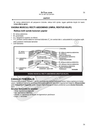 DrTus.com                                                        58
                                            ilk ve tek t us portalı


                                                  ANAT OMĐ

    M. rectus abdominis’in alt parçasının önünde, rektus kılıfı içinde, üçgen şeklinde küçük bir kastır.
    Linea alba’yı gerer.

VAGINA MUSCULI RECTI ABDOMINIS (VMRA, REKTUS KILIFI)
    Rektus kılıfı içinde bulunan yapılar
•   M. rectus abdominis
•   M. pyramidalis
•   A.v. epigastrica superior ve inferior
•   T-T sinirlerin ventral dallarının terminal bölümleri (T ’nin ventral dalı n. subcostalis’tir) ve bunlara eşlik
       12                                                  12

    eden posterior interkostal damarlar
•   Lenf damarları




CANALIS FEMORALIS
Femoral kılıf içindedir. Yaklaşık 1.25 cm uzunluğunda olan bu potansiyel kanal, hiatus saphenus’a kadar
uzanır. Đçinde lenf damarları ve anulus femoralis’e yakın bir tane derin inguinal lenf düğümü (Rosenmüller
yada Cloquet lenf düğümü) vardır. Kanalın karın boşluğuna bakan proksimal ucuna anulus femoralis
denir.
Anulus femoralis’in sınırları
    • Önde; ligamentum inguinale
    • Đçte; ligamentum lacunare
    • Arkada; m. pectineus ve fasyası ile ligamentum pectineum
    • Dışta; v. femoralis




                                                                                                                58
 