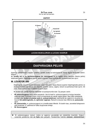 DrTus.com                                                      59
                                         ilk ve tek t us portalı


                                                ANAT OMĐ




Apertura pelvisinferior’u kapatır. Urethra, canalis analis ve kadınlarda ek olarak vagina tarafından delinir.
Đkitaraf
m. levator ani ve m. ischiococcygeus (m. coccygeus) ile bu kasları saran fasyaları (fascia pelvis)
tarafından yapılır. Diaphragma pelvis, pelvik organları fossa ischioanalis (ischiorectalis)’ten ayırır.

M. LEVATOR ANI
    Diaphragma pelvis’in büyük bölümünü yapar. Üst yüzü, fasya (fascia superior diaphragmatis pelvis) ve
    ekstraperitoneal bağ dokusu ile; mesane, prostat, uterus, vagina, rectum ve peritoneum’dan ayrılır. Alt
    yüzü, fossa ischioanalis’in medial duvarını yapar.
    M. levator ani, pelvik organları destekler ve pozisyonunda tutar. Üç parçası vardır.
•    M. pubococcygeus; kasın esas parçasıdır. Her iki taraf m. pubococcygeus’un komşu kenarları
     arasında kalan açıklıktan üretra, anüs ve kadınlarda ek olarak vagina geçer. Bazı lifleri erkeklerde
     prostat’a (m. levator prostatae yada m. puboprostaticus), kadınlarda ise vagina’nın duvarlarına
     tutunur (m. pubovaginalis, m. sphincter vaginae). Rectum’a tutunan bazı liflerine m. puboanalis
     denir.
•    M. puborectalis; m. pubococcygeus’un iç tarafta kalan lifleridir. Đki tarafın kası, anorektal birleşmenin
     arka tarafında “U” şeklinde bir halka oluşturarak birleşir.
•    M. iliococcygeus




      M. pubococcygeus; rectum, üretra ve vagina’yı çevrelediği için obstetrikte önemlidir. Doğum
     sırasında yaralanma riski en fazla olan parçadır. Yaralanması halinde sistosel, sistoüretrosel



                                                                                                           59
 