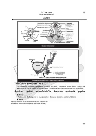 DrTus.com                                              61
                                             ilk ve tek t us portalı


                                                    ANAT OMĐ




     TRĐGONUM UROGENĐTALE
         Dış ürogenital organları (erkeklerde scrotum ve penis, kadınlarda vulva) içerir. Urethra ve
         kadınlarda ek olarak vagina tarafından delinir. Yüzeyel ve derin perine boşlukları bu üçgendedir.

     Spatium            perinei         superficiale’de                bulunan   anatomik        yapılar
         Erkek
         • Radix penis (bulbus penis ve crus penis’ler) • Spongioz üretra’nın proksimal bölümü
         Kadın
• Radix clitoridis (bulbus vestibuli ve crus clitoridis’ler)
• Glandula vestibularis major’lar (Bartholin bezleri)




                                                                                                       61
 