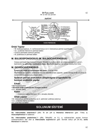 DrTus.com                                                  62
                                         ilk ve tek t us portalı


                                                ANAT OMĐ




Ortak Yapılar
   • M. bulbospongiosus, m. ischiocavernosus ve m. transversus perinei superficialis
   • A.v. pudenda interna’nın perineal dalları
   • Corpus perineale (centrum perinei)
   • N. pudendus’un perineal dalları

M. BULBOSPONGIOSUS (M. BULBOCAVERNOSUS)
   Corpus perineale’den başlayanikikastır. Erkeklerde;bulbus penis ve corpus spongiosum penis’i,
   kadınlarda ise; glandula vestibularis major (Bartholin bezi)’ları ve bulbus vestibuli’leri örter.

M. ISCHIOCAVERNOSUS
   Corpus perineale’ye tutunmayan tek kastır. Crus’ları örter.
   Erkeklerde crus penis’e, kadınlarda da crus clitoridis’e bası yaparak, venöz dönüşü önler ve penis ya
   da clitoris’in ereksiyonunu devam ettirir.
   Spatium perinei profundum (Diaphragma urogenitale)’da
   bulunan anatomik yapılar
   Erkek
• Membranöz üretra
• Glandula bulbourethralis’ler (Cowper bezleri)
• A.n. dorsalis penis
   Kadın
       • Üretra ve vagina (kısmen) • A.n. dorsalis clitoridis
   Ortak yapılar
• M. transversus perinei profundus ve m. sphincter urethrae externus
• A.v. pudenda interna ve dalları
• N. pudendus ve dalları




Aa. intercostales anteriores;9 çifttir. Đlk altı çifti a. thoracica interna’dan gelir. 7-9ise, a.
musculophrenica’nın dallarıdır.
Aa. intercostales posteriores;11 çifttir. Đlkikiçifti(I. ve II.), a. subclavia’dan ayrılan truncus
costocervicalis’in dalı olan a. intercostalis suprema’dan gelir. Sonraki dokuz çift (III.-XI), aorta
thoracica’nın dallarıdır.


                                                                                                       62
 