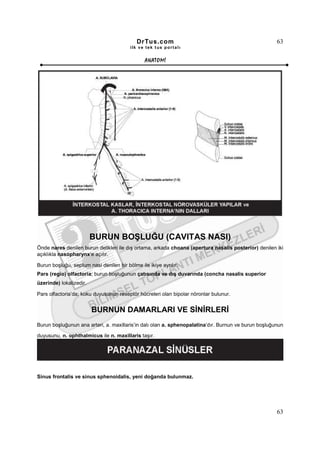 DrTus.com                                                 63
                                         ilk ve tek t us portalı


                                                ANAT OMĐ




                         BURUN BOŞLUĞU (CAVITAS NASI)
Önde nares denilen burun delikleri ile dış ortama, arkada choana (apertura nasalis posterior) denilen iki
açıklıkla nasopharynx’e açılır.

Burun boşluğu, septum nasi denilen bir bölme ile ikiye ayrılır.
Pars (regio) olfactoria; burun boşluğunun çatısında ve dış duvarında (concha nasalis superior
üzerinde) lokalizedir.

Pars olfactoria’da; koku duyusunun reseptör hücreleri olan bipolar nöronlar bulunur.


                         BURNUN DAMARLARI VE SĐNĐRLERĐ
Burun boşluğunun ana arteri, a. maxillaris’in dalı olan a. sphenopalatina’dır. Burnun ve burun boşluğunun

duyusunu, n. ophthalmicus ile n. maxillaris taşır.




Sinus frontalis ve sinus sphenoidalis, yeni doğanda bulunmaz.




                                                                                                      63
 