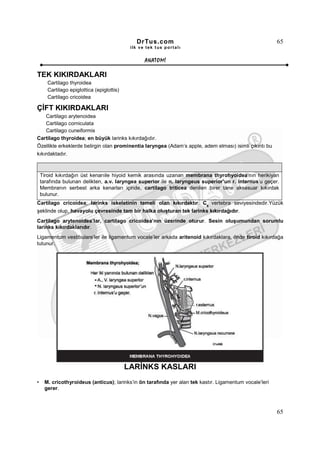 DrTus.com                                                 65
                                             ilk ve tek t us portalı


                                                   ANAT OMĐ

TEK KIKIRDAKLARI
       Cartilago thyroidea
       Cartilago epiglottica (epiglottis)
       Cartilago cricoidea

ÇĐFT KIKIRDAKLARI
   Cartilago arytenoidea
   Cartilago corniculata
   Cartilago cuneiformis
Cartilago thyroidea; en büyük larinks kıkırdağıdır.
Özellikle erkeklerde belirgin olan prominentia laryngea (Adam’s apple, adem elması) isimli çıkıntı bu
kıkırdaktadır.



    Tiroid kıkırdağın üst kenarıile hiyoid kemik arasında uzanan membrana thyrohyoidea’nın herikiyan
    tarafında bulunan delikten, a.v. laryngea superior ile n. laryngeus superior’un r. internus’u geçer.
    Membranın serbest arka kenarları içinde, cartilago triticea denilen birer tane aksesuar kıkırdak
    bulunur.
Cartilago cricoidea; larinks iskeletinin temeli olan kıkırdaktır. C6 vertebra seviyesindedir.Yüzük
şeklinde olup, havayolu çevresinde tam bir halka oluşturan tek larinks kıkırdağıdır.
Cartilago arytenoidea’lar, cartilago cricoidea’nın üzerinde oturur. Sesin oluşumundan sorumlu
larinks kıkırdaklarıdır.
Ligamentum vestibulare’ler ile ligamentum vocale’ler arkada aritenoid kıkırdaklara, önde tiroid kıkırdağa
tutunur.




                                            LARĐNKS KASLARI
•    M. cricothyroideus (anticus); larinks’in ön tarafında yer alan tek kastır. Ligamentum vocale’leri
     gerer.



                                                                                                         65
 