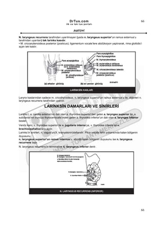 DrTus.com                                                        66
                                           ilk ve tek t us portalı


                                                 ANAT OMĐ

N. laryngeus recurrens tarafından uyarılmayan (yada n. laryngeus superior’un ramus externus’u
tarafından uyarılan) tek larinks kasıdır.
• M. cricoarytenoideus posterior (posticus); ligamentum vocale’lere abdüksiyon yaptırarak, rima glottidis’i
açan tek kastır.




Larynx kaslarından sadece m. cricothyroideus, n. laryngeus superior’un ramus externus’u ile, diğerleri n.
laryngeus recurrens tarafından uyarılır.

                       LARĐNKSĐN DAMARLARI VE SĐNĐRLERĐ
Larinks’i; a. carotis externa’nın dalı olan a. thyroidea superior’dan gelen a. laryngea superior ile, a.
subclavia’nın truncus thyrocervicalis’inden gelen a. thyroidea inferior’un dalı olan a. laryngea inferior
besler.
Venöz kanı; v. thyroidea superior ile v. jugularis interna’ya, v. thyroidea inferior ile v.
brachiocephalica’lara açılır.
Larinks’in sinirleri, n. vagus’un(X. kranyalsinir)dallarıdır. Plica vocalis’lerin yukarısında kalan bölgenin
duyusunu
n. laryngeus superior’un ramus internus’u, altında kalan bölgenin duyusunu ise n. laryngeus
recurrens taşır.
N. laryngeus recurrens’in terminaline n. laryngeus inferior denir.




                                                                                                               66
 
