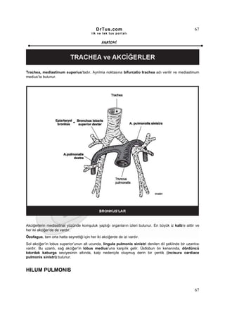 DrTus.com                                                 67
                                          ilk ve tek t us portalı


                                                 ANAT OMĐ




Trachea, mediastinum superius’tadır. Ayrılma noktasına bifurcatio trachea adı verilir ve mediastinum
medius’ta bulunur.




Akciğerlerin mediastinal yüzünde komşuluk yaptığı organların izleri bulunur. En büyük iz kalb’e aittir ve
her iki akciğer’de de vardır.
Özofagus, tam orta hatta seyrettiği için her iki akciğerde de izi vardır.
Sol akciğer’in lobus superior’unun alt ucunda, lingula pulmonis sinistri denilen dil şeklinde bir uzantısı
vardır. Bu uzantı, sağ akciğer’in lobus medius’una karşılık gelir. Üstlobun ön kenarında, dördüncü
kıkırdak kaburga seviyesinin altında, kalp nedeniyle oluşmuş derin bir çentik (incisura cardiace
pulmonis sinistri) bulunur.


HILUM PULMONIS


                                                                                                       67
 