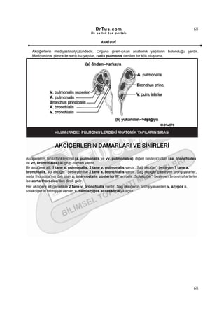 DrTus.com                                                       68
                                          ilk ve tek t us portalı


                                                 ANAT OMĐ

    Akciğerlerin mediyastinalyüzündedir. Organa giren-çıkan anatomik yapıların bulunduğu yerdir.
    Mediyastinal plevra ile sarılı bu yapılar, radix pulmonis denilen bir kök oluşturur.




                   AKCĐĞERLERĐN DAMARLARI VE SĐNĐRLERĐ

Akciğerlerin, birisi fonksiyonel (a. pulmonalis ve vv. pulmonales), diğeri besleyici olan (aa. bronchiales
ve vv. bronchiales) iki grup damarı vardır.
Bir akciğere ait; 1 tane a. pulmonalis, 2 tane v. pulmonalis vardır. Sağ akciğer’i besleyen 1 tane a.
bronchialis, sol akciğer’i besleyen ise 2 tane a. bronchialis vardır. Sağ akciğer’ibesleyen bronşiyalarter,
aorta thoracica’nın dalı olan a. intercostalis posterior III’ten gelir. Solakciğer’i besleyen bronşiyal arterler
ise aorta thoracica’dan direk gelir.
Her akciğere ait genellikle 2 tane v. bronchialis vardır. Sağ akciğer’in bronşiyalvenleri v. azygos’a,
solakciğer’in bronşiyal venleri v. hemiazygos accessoria’ya açılır.




                                                                                                             68
 