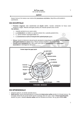 DrTus.com                                                7
                                            ilk ve tek t us portalı


                                                   ANAT OMĐ

    (bazen bulunur) ile meatus nasi medius’taki processus uncinatus, labyrinthus ethmoidalis’in
    uzantılarıdır.

OS OCCIPITALE
    • Foramen magnum; kafa iskeletindeki en büyük deliktir. Canalis vertebralis ile fossa cranii
      posterior’u bağlar. Medulla oblongata (bulbus) ile medulla spinalis arası sınırdır.
    Bu delikten;
            medulla spinalis ile onu saran zarlar,
            a. vertebralis’ler ve dalları (a. spinalis anterior ile a. spinalis posterior’lar),
            C spinal sinirlerin meningeal dalları ve
              1-3


            n. accessorius’un (XI nci kranyal sinir) spinal parçası geçer.

    •   Clivus; küçük bir bölümünü sfenoid kemik gövdesinin oluşturduğu bu düz alana, canlıda medulla
        oblongata (bulbus) ile pons oturur. Plexus venosus basilaris, clivus üzerindedir.
    •   Canalis nervi hypoglossi’den, dilin motor siniri olan n. hypoglossus ile a. pharyngea
        ascendens’in meningeal bir dalı geçer.




OS SPHENOIDALE
•   Chiasma opticum, bu kemik üzerinde oturur.
•   Sella turcica; sulcus prechiasmaticus’un arkasında tuberculum sellae denilen bir tümsek bulunur. Bu
    tümseğin arkasında da içinde hipofiz bezinin oturduğu derin bir çukur vardır. Fossa hypophysialis
    denilen bu çukur, arkadan dorsum sellae isimli bir tümsek ile sınırlanır. Bu üç yapı birlikte sella



                                                                                                        7
 