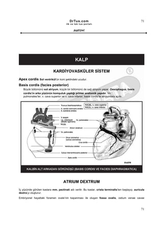 DrTus.com                                                   71
                                       ilk ve tek t us portalı


                                             ANAT OMĐ




                            KARDĐYOVASKÜLER SĐSTEM
Apex cordis Sol ventrikül’ün koni şeklindeki ucudur.
Basis cordis (facies posterior)
   Büyük bölümünü sol atriyum, küçük bir bölümünü de sağ atriyum yapar. Oesophagus, basis
   cordis’in arka yüzünün komşuluk yaptığı primer anatomik yapıdır. Vv.
   pulmonales’ler, v. cava superior ve v. cava inferior, basis cordis’te atriyumlara açılır.




                                     ATRIUM DEXTRUM
Đç yüzünde görülen kaslara mm. pectinati adı verilir. Bu kaslar, crista terminalis’ten başlayıp, auricula
dextra’yı oluşturur.
Embriyonel hayattaki foramen ovale’nin kapanması ile oluşan fossa ovalis, ostium venae cavae



                                                                                                      71
 