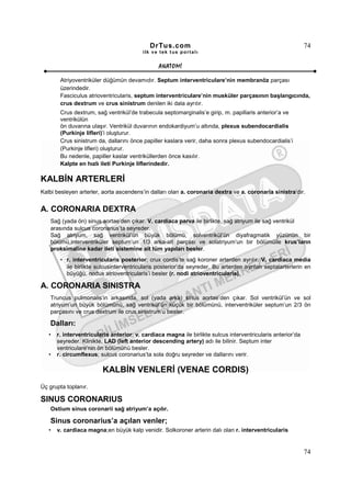 DrTus.com                                                        74
                                          ilk ve tek t us portalı


                                                ANAT OMĐ

        Atriyoventriküler düğümün devamıdır. Septum interventriculare’nin membranöz parçası
        üzerindedir.
        Fasciculus atrioventricularis, septum interventriculare’nin musküler parçasının başlangıcında,
        crus dextrum ve crus sinistrum denilen iki dala ayrılır.
        Crus dextrum, sağ ventrikül’de trabecula septomarginalis’e girip, m. papillaris anterior’a ve
        ventrikülün
        ön duvarına ulaşır. Ventrikül duvarının endokardiyum’u altında, plexus subendocardialis
        (Purkinje lifleri)’i oluşturur.
        Crus sinistrum da, dallarını önce papiller kaslara verir, daha sonra plexus subendocardialis’i
        (Purkinje lifleri) oluşturur.
        Bu nedenle, papiller kaslar ventriküllerden önce kasılır.
        Kalpte en hızlı ileti Purkinje liflerindedir.

KALBĐN ARTERLERĐ
Kalbi besleyen arterler, aorta ascendens’in dalları olan a. coronaria dextra ve a. coronaria sinistra’dır.


A. CORONARIA DEXTRA
   Sağ (yada ön) sinus aortae’den çıkar. V. cardiaca parva ile birlikte, sağ atriyum ile sağ ventrikül
   arasında sulcus coronarius’ta seyreder.
   Sağ atriyum, sağ ventrikül’ün büyük bölümü, solventrikül’ün diyafragmatik yüzünün bir
   bölümü,interventriküler septum’un 1/3 arka-alt parçası ve solatriyum’un bir bölümüile krus’ların
   proksimaline kadar ileti sistemine ait tüm yapıları besler.
        • r. interventricularis posterior; crux cordis’te sağ koroner arterden ayrılır. V. cardiaca media
          ile birlikte sulcusinterventricularis posterior’da seyreder. Bu arterden ayrılan septalarterlerin en
          büyüğü, nodus atrioventricularis’i besler (r. nodi atrioventricularis).

A. CORONARIA SINISTRA
   Truncus pulmonalis’in arkasında, sol (yada arka) sinus aortae’den çıkar. Sol ventrikül’ün ve sol
   atriyum’un büyük bölümünü, sağ ventrikül’ün küçük bir bölümünü, interventriküler septum’un 2/3 ön
   parçasını ve crus dextrum ile crus sinistrum’u besler.

   Dalları:
   •   r. interventricularis anterior; v. cardiaca magna ile birlikte sulcus interventricularis anterior’da
       seyreder. Klinikte, LAD (left anterior descending artery) adı ile bilinir. Septum inter
       ventriculare’nin ön bölümünü besler.
   •   r. circumflexus; sulcus coronarius’ta sola doğru seyreder ve dallarını verir.

                         KALBĐN VENLERĐ (VENAE CORDIS)
Üç grupta toplanır.

SINUS CORONARIUS
   Ostium sinus coronarii sağ atriyum’a açılır.

   Sinus coronarius’a açılan venler;
   •   v. cardiaca magna;en büyük kalp venidir. Solkoroner arterin dalı olan r. interventricularis


                                                                                                              74
 