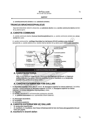 DrTus.com                                                       76
                                           ilk ve tek t us portalı


                                                  ANAT OMĐ

    a. carotiscommunis sinistra ve a. subclavia sinistra.

TRUNCUS BRACHIOCEPHALICUS
    Sağ sternoklaviküler eklemin arkasında, a. subclavia dextra ve a. carotis communis dextra denilen
    iki uç dalına ayrılır.

A. CAROTIS COMMUNIS
    A. carotis communis dextra; truncus brachiocephalicus’tan, a. carotis communis sinistra ise; arcus
    aortae’den çıkar.

    A. carotis communis’ler, cartilago thyroidea’nın üst kenarı (C3-C4 vertebra arası diskus)
    seviyesinde, a. carotis externa ve a. carotis interna denilen iki uç dalına ayrılır (bifurcatio carotidis).




     A. CAROTIS EXTERNA
         Baş ve yüzü besleyen esas arterdir. Seyrisırasında trigonum caroticum ve trigonum
         submandibulare’den geçer. Glandula parotidea içinde a. maxillaris ve a. temporalis
         superficialis denilen iki uç dalına ayrılır.

     A. CAROTIS EXTERNA’NIN YAN DALLARI
•   A. thyroidea superior; arterin ilk yan dalıdır. N. laryngeus superior’un ramus externus’u ile birlikte
    seyreder. Larinks’ibesleyen a. laryngea superior isimlidalı, n. laryngeus superior’un ramus
    internus’u ile birlikte membrana thyrohyoidea’yı deler.
•   A. lingualis
•   A. facialis; Mandibula’nın alt kenarından pulsasyonu alınıbilir.
         a. palatina ascendens ve a. submentalis önemli dallarıdır.

•   A. pharyngea ascendens;
•   A. occipitalis.
•   A. auricularis posterior;
A. CAROTIS EXTERNA’NIN UÇ DALLARI
•    A. temporalis superficialis;
•    A. maxillaris; A. maxillaris, hem fossa infratemporalis’te hem de fossa pterygopalatina’da yer
     tutan tek yapıdır.
A. maxillaris’in önemli dalları

                                                                                                              76
 