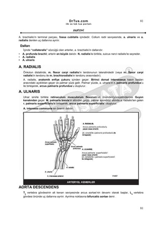 DrTus.com                                                       81
                                           ilk ve tek t us portalı


                                                  ANAT OMĐ

A. brachialis’in terminal parçası, fossa cubitalis içindedir. Collum radii seviyesinde, a. ulnaris ve a.
radialis denilen uç dallarına ayrılır.

    Dalları
     Đçinde “collateralis” sözcüğü olan arterler, a. brachialis’in dallarıdır.
•    A. profunda brachii; arterin en büyük dalıdır. N. radialis’le birlikte, sulcus nervi radialis’te seyreder.
•    A. radialis
•    A. ulnaris

A. RADIALIS
      Önkolun distalinde, m. flexor carpi radialis’in tendonunun lateralindedir (veya m. flexor carpi
      radialis’in tendonu ile m. brachioradialis’in tendonu arasındadır).
      A. radialis, anatomik enfiye çukuru içinden geçer. Birinci dorsal interosseus kasın başları
      arasındaki açıklıktan geçer ve palmar yüze gelir. Palmar yüzde, a. ulnaris’in r. palmaris profundus’u
      ile birleşerek, arcus palmaris profundus’u oluşturur.

A. ULNARIS
      Ulnar sinirle birlikte retinaculum musculorum flexorum’un önünden(yüzeyelinden)ve Guyon
      kanalından geçer. M. palmaris brevis’in altından geçip, palmar aponöroz altında a. radialis’ten gelen
      r. palmaris superficialis’le birleşerek, arcus palmaris superficialis’i oluşturur.
      A. interosea communis en önemli dalıdır.




AORTA DESCENDENS
      T4 vertebra gövdesinin alt kenarı seviyesinde arcus aortae’nin devamı olarak başlar, L4 vertebra
      gövdesi önünde uç dallarına ayrılır. Ayrılma noktasına bifurcatio aortae denir.



                                                                                                              81
 