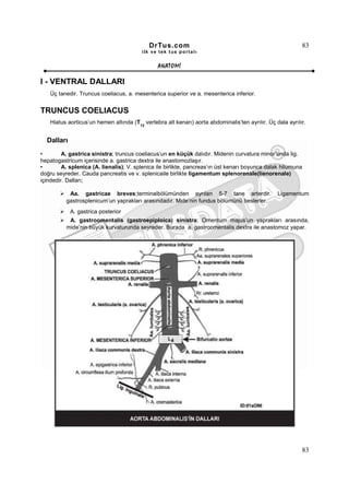 DrTus.com                                                      83
                                          ilk ve tek t us portalı


                                                ANAT OMĐ

I - VENTRAL DALLARI
    Üç tanedir. Truncus coeliacus, a. mesenterica superior ve a. mesenterica inferior.


TRUNCUS COELIACUS
    Hiatus aorticus’un hemen altında (T12 vertebra alt kenarı) aorta abdominalis’ten ayrılır. Üç dala ayrılır.


  Dalları
•        A. gastrica sinistra; truncus coeliacus’un en küçük dalıdır. Midenin curvatura minor’unda lig.
hepatogastricum içerisinde a. gastrica dextra ile anastomozlaşır.
•        A. splenica (A. lienalis); V. splenica ile birlikte, pancreas’ın üst kenarı boyunca dalak hilumuna
doğru seyreder. Cauda pancreatis ve v. splenicaile birlikte ligamentum splenorenale(lienorenale)
içindedir. Dalları;

           Aa. gastricae breves;terminalbölümünden ayrılan 5-7 tane arterdir.                     Ligamentum
          gastrosplenicum’un yaprakları arasındadır. Mide’nin fundus bölümünü beslerler.
            A. gastrica posterior
           A. gastroomentalis (gastroepiploica) sinistra; Omentum majus’un yaprakları arasında,
          mide’nin büyük kurvaturunda seyreder. Burada a. gastroomentalis dextra ile anastomoz yapar.




                                                                                                            83
 