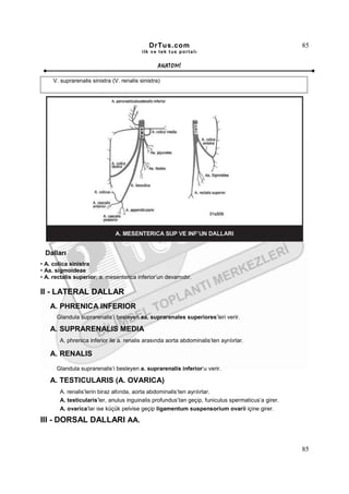 DrTus.com                                             85
                                           ilk ve tek t us portalı


                                                  ANAT OMĐ

     V. suprarenalis sinistra (V. renalis sinistra)




 Dalları
• A. colica sinistra
• Aa. sigmoideae
• A. rectalis superior; a. mesenterica inferior’un devamıdır.

II - LATERAL DALLAR
   A. PHRENICA INFERIOR
      Glandula suprarenalis’i besleyen aa. suprarenales superiores’leri verir.

   A. SUPRARENALIS MEDIA
       A. phrenica inferior ile a. renalis arasında aorta abdominalis’ten ayrılırlar.

   A. RENALIS
      Glandula suprarenalis’i besleyen a. suprarenalis inferior’u verir.

   A. TESTICULARIS (A. OVARICA)
       A. renalis’lerin biraz altında, aorta abdominalis’ten ayrılırlar.
       A. testicularis’ler, anulus inguinalis profundus’tan geçip, funiculus spermaticus’a girer.
       A. ovarica’lar ise küçük pelvise geçip ligamentum suspensorium ovarii içine girer.

III - DORSAL DALLARI AA.


                                                                                                    85
 