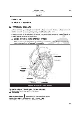 DrTus.com                                                   86
                                          ilk ve tek t us portalı


                                                 ANAT OMĐ


   LUMBALES
   A. SACRALIS MEDIANA

IV - TERMĐNAL DALLARI
   Aorta abdominalis, L4 vertebra gövdesinin önünde a. iliaca communis dextra ve a. iliaca communis
   sinistra denilen iki uç dalına ayrılır. Ayrılma yerine bifurcatio aortae denir.
   A. iliaca communis’ler, art. sacroiliaca’nın önünde, L5-S1 arası diskus seviyesinde a. iliaca interna ve
   a. iliaca externa denilen iki uç dalına ayrılır.

   A. ILIACA INTERNA (HĐPOGASTRĐK ARTER)
       Pelvis duvarlarını, pelvis organlarını, glutealbölgeyive perineum’u besler. Foramenischiadicum
       majus’un üst kenarında ön ve arka iki trunkusa ayrılır.




TRUNCUS POSTERIOR’DAN ÇIKAN DALLAR
• A. glutea superior; for. suprapiriforme’dan geçer.
• A. iliolumbalis


• Aa. sacrales laterales   }   medulla spinalis’i besleyen dallar verirler
TRUNCUS ANTERIOR’DAN ÇIKAN DALLAR

                                                                                                         86
 