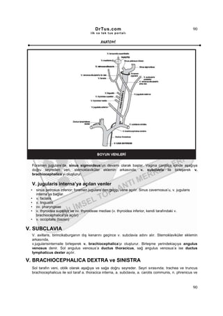 DrTus.com                                                       90
                                       ilk ve tek t us portalı


                                              ANAT OMĐ




  Foramen jugulare’de, sinus sigmoideus’un devamı olarak başlar. Vagina carotica içinde aşağıya
  doğru seyreden ven, sternoklaviküler eklemin arkasında, v. subclavia ile birleşerek v.
  brachiocephalica’yı oluşturur.

  V. jugularis interna’ya açılan venler
 •   sinus petrosus inferior; foramen jugulare’den geçip, vene açılır. Sinus cavernosus’u, v. jugularis
     interna’ya bağlar.
 •   v. facialis
 •   v. lingualis
 •   vv. pharyngeae
 •   v. thyroidea superior ve vv. thyroideae mediae (v. thyroidea inferior, kendi tarafındaki v.
     brachiocephalica’ya açılır)
 •   v. occipitalis (bazen)

V. SUBCLAVIA
  V. axillaris, birincikaburganın dış kenarını geçince v. subclavia adını alır. Sternoklaviküler eklemin
  arkasında,
  v.jugularisinternaile birleşerek v. brachiocephalica’yı oluşturur. Birleşme yerindekiaçıya angulus
  venosus denir. Sol angulus venosus’a ductus thoracicus, sağ angulus venosus’a ise ductus
  lymphaticus dexter açılır.

V. BRACHIOCEPHALICA DEXTRA ve SINISTRA
  Sol tarafın veni, oblik olarak aşağıya ve sağa doğru seyreder. Seyri sırasında; trachea ve truncus
  brachiocephalicus ile sol taraf a. thoracica interna, a. subclavia, a. carotis communis, n. phrenicus ve



                                                                                                          90
 
