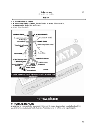 DrTus.com                                              93
                                           ilk ve tek t us portalı


                                                  ANAT OMĐ

• v. renalis dextra ve sinistra
• v. testicularis (ovarica) dextra; sol tarafın veni, v. renalis sinistra’ya açılır.
• v. suprarenalis dextra; sol tarafın veni,
v. renalis sinistra’ya açılır.




V. PORTAE HEPATIS
V. splenica ile v. mesenterica superior’un birleşmesi ile oluşur. Ligamentum hepatoduodenale’nin
yaprakları arasında, ductus choledochus ve a. hepatica propria ile birlikte porta hepatis’e gelir.




                                                                                                     93
 