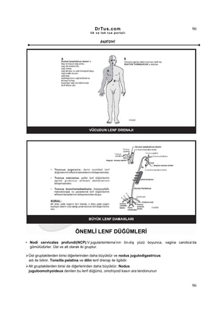 DrTus.com                                         96
                                      ilk ve tek t us portalı


                                            ANAT OMĐ




                             ÖNEMLĐ LENF DÜĞÜMLERĐ
• Nodi cervicales profundi(NCP);V.jugularisinterna’nın ön-dış yüzü boyunca, vagina carotica’da
  gömülüdürler. Üst ve alt olarak iki gruptur.

 Üst gruptakilerden birisi diğerlerinden daha büyüktür ve nodus jugulodigastricus
 adı ile bilinir. Tonsilla palatina ve dilin lenf drenajı ile ilgilidir.
 Alt gruptakilerden birisi de diğerlerinden daha büyüktür. Nodus
 juguloomohyoideus denilen bu lenf düğümü, omohiyoid kasın ara tendonunun



                                                                                           96
 